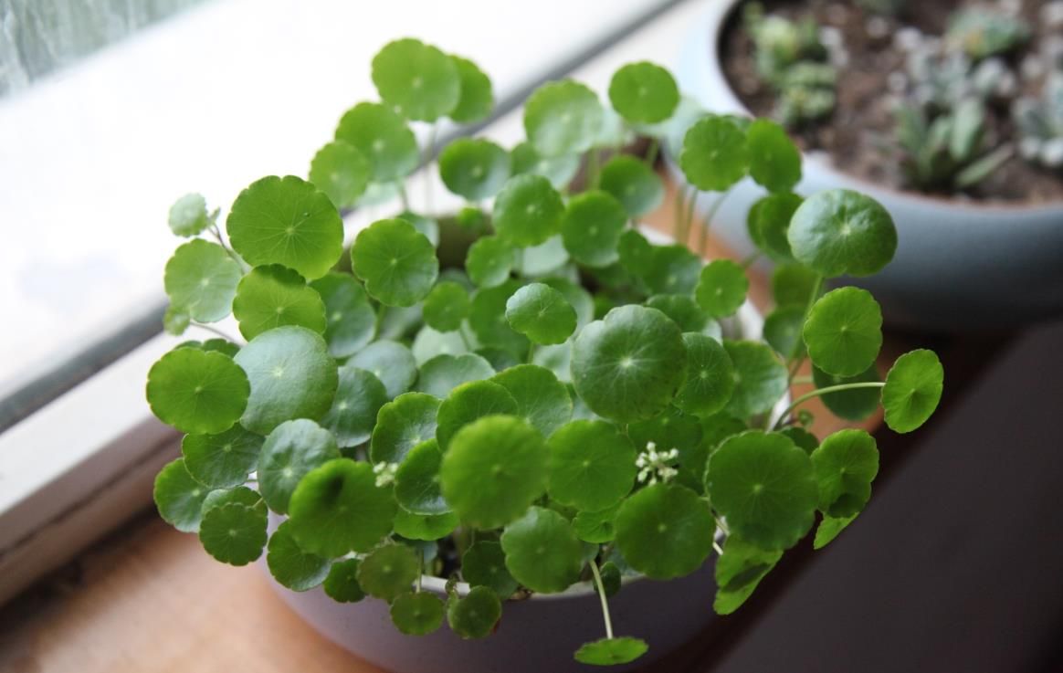 铜钱草