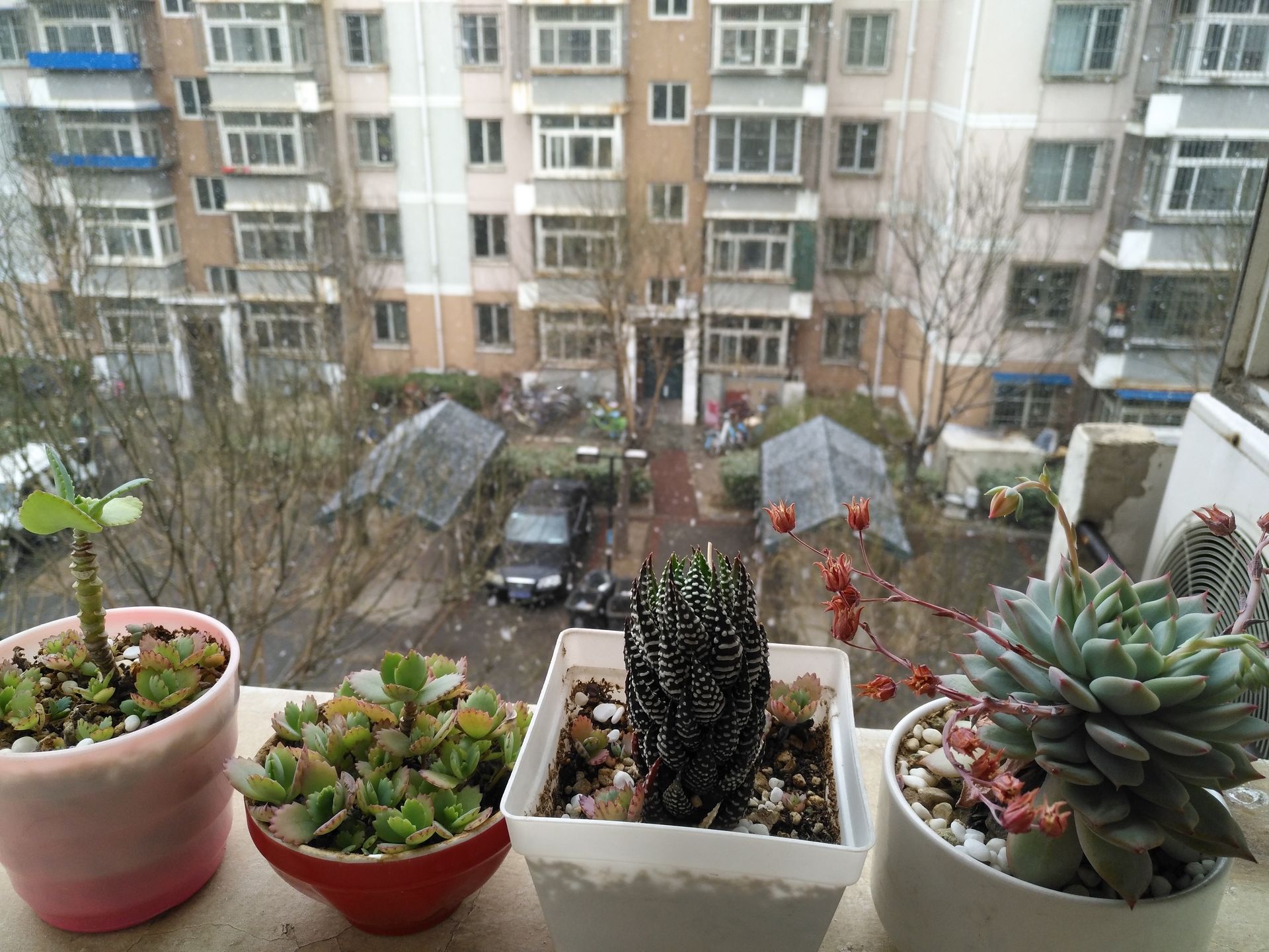 小盆景