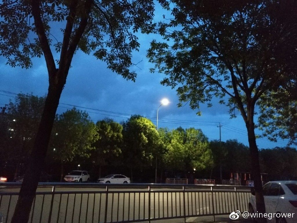 夜晚让树变得更绿