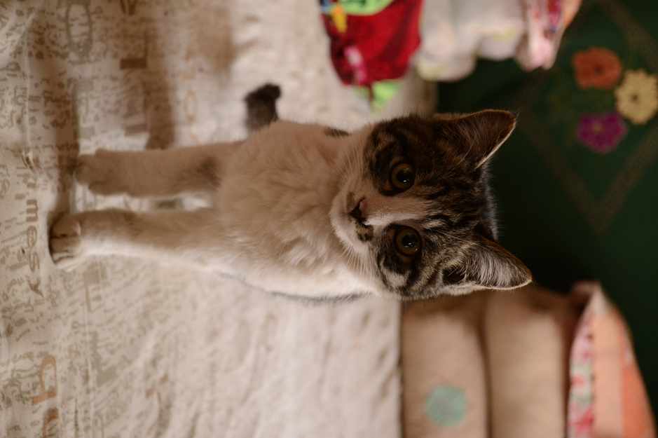 老家的猫